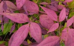 Blush Pink Nandina - 2 Gallon Pot 13 Blush Pink Nandina - 2 Gallon Pot -Plant Serie Store Nandina Blush Pink Foliage Closeup