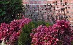 Blush Pink Nandina - 6 Pack Of 1 Gallon Pots -Plant Serie Store Nandina Blush Pink In Home Foundation Planting 1