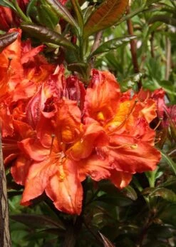 Mary Poppins Azalea (Rhododendron) - 3 Gallon Pot -Plant Serie Store Native Azalea Mary Poppins 5 1