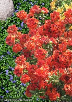 Mary Poppins Azalea (Rhododendron) - 3 Gallon Pot -Plant Serie Store Native Azalea Mary Poppins 6 1