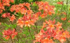 Mauvilla Gold Aromi Azalea (Rhododendron Hybrid) - 1 Gallon Pot 10 Mauvilla Gold Aromi Azalea (Rhododendron Hybrid) - 1 Gallon Pot -Plant Serie Store Native Azalea Mauvila Gold 1