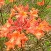 Mauvilla Gold Aromi Azalea (Rhododendron Hybrid) - 1 Gallon Pot 1 Mauvilla Gold Aromi Azalea (Rhododendron Hybrid) - 1 Gallon Pot -Plant Serie Store Native Azalea Mauvila Gold 10