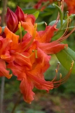 Oconee Native Azalea - Rhododendron Flammeum Speciosum - 3 Gallon Pot -Plant Serie Store Native Azalea Oconee Flammeum 12
