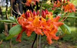 Oconee Native Azalea - Rhododendron Flammeum Speciosum - 3 Gallon Pot -Plant Serie Store Native Azalea Oconee Flammeum 20