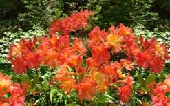Oconee Native Azalea - Rhododendron Flammeum Speciosum - 3 Gallon Pot -Plant Serie Store Native Azalea Oconee Flammeum 4