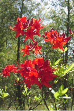 Radiant Red Aromi Azalea (Rhododendron Hybrid) - 3 Gallon Pot -Plant Serie Store Native Azalea Radiant Red 6