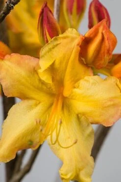 Solar Flare Sunbow Azalea - 3 Gallon Pot 11 Solar Flare Sunbow Azalea - 3 Gallon Pot -Plant Serie Store Native Azalea Solar Flare Sunbow BS