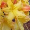 Solar Flare Sunbow Azalea - 3 Gallon Pot 2 Solar Flare Sunbow Azalea - 3 Gallon Pot -Plant Serie Store Native Azalea Solor Flare Sunbow 1