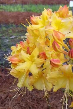Solar Flare Sunbow Azalea - 3 Gallon Pot 12 Solar Flare Sunbow Azalea - 3 Gallon Pot -Plant Serie Store Native Azalea Solor Flare Sunbow 2