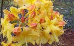 Solar Flare Sunbow Azalea - 3 Gallon Pot 13 Solar Flare Sunbow Azalea - 3 Gallon Pot -Plant Serie Store Native Azalea Solor Flare Sunbow 3