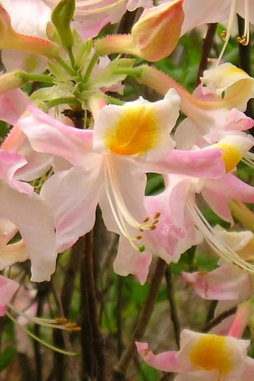 Touch Of Pink Aromi Azalea (Rhododendron Hybrid) - 3 Gallon Pot 3 Touch Of Pink Aromi Azalea (Rhododendron Hybrid) - 3 Gallon Pot