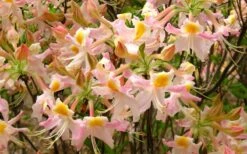 Touch Of Pink Aromi Azalea (Rhododendron Hybrid) - 3 Gallon Pot 13 Touch Of Pink Aromi Azalea (Rhododendron Hybrid) - 3 Gallon Pot -Plant Serie Store Native Azalea Touch Of Pink 7