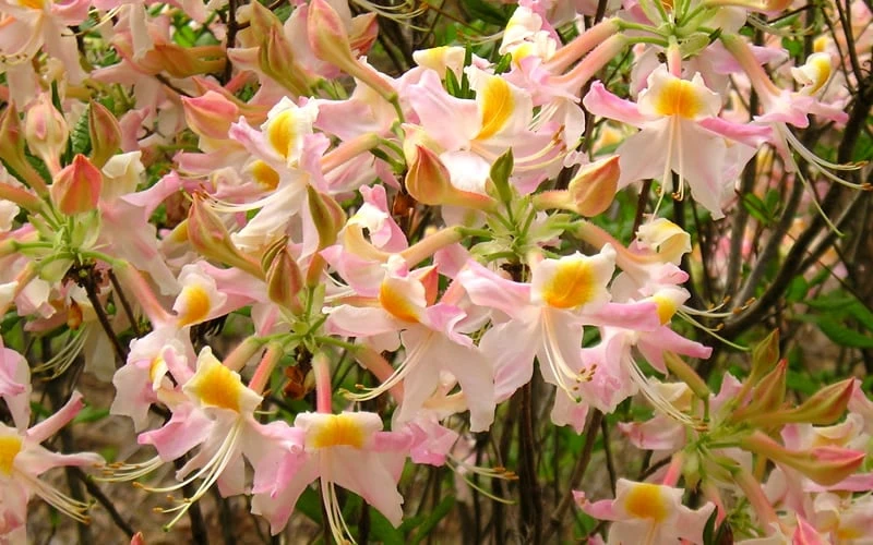 Touch Of Pink Aromi Azalea (Rhododendron Hybrid) - 3 Gallon Pot 7 Touch Of Pink Aromi Azalea (Rhododendron Hybrid) - 3 Gallon Pot - Image 5