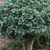 Wheeler's Cold Hardy Fragrant Tea Olive (Osmanthus) - 3 Gallon Pot 2 Wheeler's Cold Hardy Fragrant Tea Olive (Osmanthus) - 3 Gallon Pot -Plant Serie Store Osmanthus Carl Wheeler 10