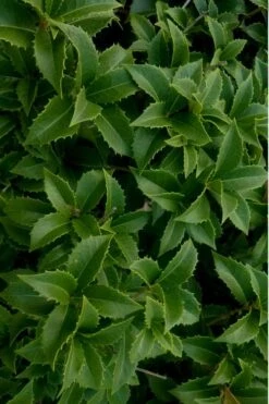 Wheeler's Cold Hardy Fragrant Tea Olive (Osmanthus) - 3 Gallon Pot 12 Wheeler's Cold Hardy Fragrant Tea Olive (Osmanthus) - 3 Gallon Pot -Plant Serie Store Osmanthus Carl Wheeler 15