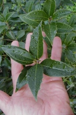 Wheeler's Cold Hardy Fragrant Tea Olive (Osmanthus) - 3 Gallon Pot 13 Wheeler's Cold Hardy Fragrant Tea Olive (Osmanthus) - 3 Gallon Pot -Plant Serie Store Osmanthus Carl Wheeler 6