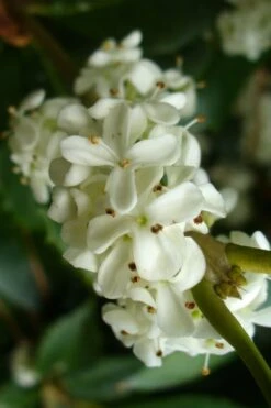 Wheeler's Cold Hardy Fragrant Tea Olive (Osmanthus) - 3 Gallon Pot 11 Wheeler's Cold Hardy Fragrant Tea Olive (Osmanthus) - 3 Gallon Pot -Plant Serie Store Osmanthus Carl Wheeler 9