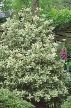 Goshiki Osmanthus (Variegated False Holly) - 2 Gallon Pot -Plant Serie Store Osmanthus Goshiki 20 3