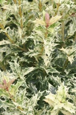 Goshiki Osmanthus (Variegated False Holly) - 5 Gallon Pot -Plant Serie Store Osmanthus Goshiki 21 1