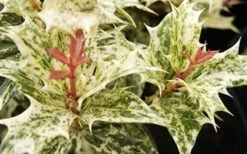 Goshiki Osmanthus (Variegated False Holly) - 2 Gallon Pot -Plant Serie Store Osmanthus Goshiki Foliage Closeup 2 3