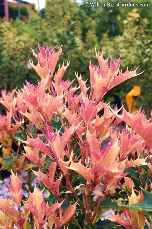 Party Lights Pink Flush Tea Olive - Osmanthus Heterophyllus - 3 Gallon Pot 7 Party Lights Pink Flush Tea Olive - Osmanthus Heterophyllus - 3 Gallon Pot - Image 5