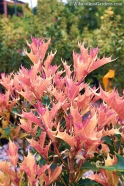 Party Lights Pink Flush Tea Olive - Osmanthus Heterophyllus - 5 Gallon Pot 11 Party Lights Pink Flush Tea Olive - Osmanthus Heterophyllus - 5 Gallon Pot -Plant Serie Store Osmanthus Party Lights 11