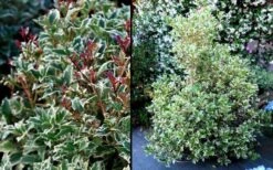 Fragrant Variegated Tea Olive - Osmanthus Heterophyllus 'Variegatus' - 3 Gallon Pot 11 Fragrant Variegated Tea Olive - Osmanthus Heterophyllus 'Variegatus' - 3 Gallon Pot -Plant Serie Store Osmanthus Variegated False Holly 2
