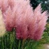 Pink Pampas Grass - 3 Gallon Pot -Plant Serie Store Pampas Grass Pink 21