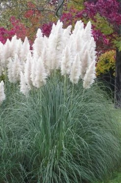 White Pampas Grass - 3 Gallon Pot 16 White Pampas Grass - 3 Gallon Pot -Plant Serie Store Pampas Grass White 11
