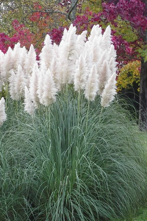 White Pampas Grass - 3 Gallon Pot 9 White Pampas Grass - 3 Gallon Pot - Image 7