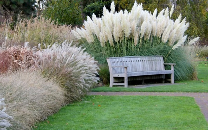 White Pampas Grass - 3 Gallon Pot 10 White Pampas Grass - 3 Gallon Pot - Image 8