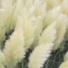 White Pampas Grass - 1 Gallon Pot 2 White Pampas Grass - 1 Gallon Pot -Plant Serie Store Pampas Grass White Rev 500x750 1