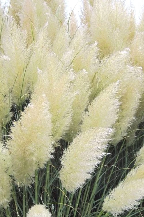 White Pampas Grass - 3 Gallon Pot 3 White Pampas Grass - 3 Gallon Pot