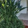 Pringles Dwarf Podocarpus Yew - 3 Gallon Pot 2 Pringles Dwarf Podocarpus Yew - 3 Gallon Pot -Plant Serie Store Pdodocarpus Pringles 10
