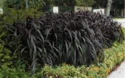 Princess Caroline Purple Fountain Grass (Pennisetum) - 1 Gallon Pot -Plant Serie Store Pennisetum Princess Caroline 5