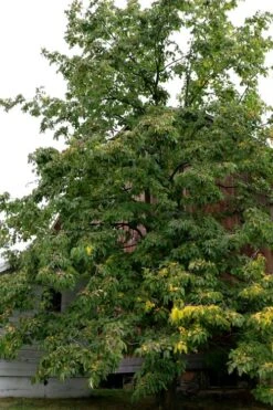 American Persimmon Tree (Diospyros Virginiana) - 1 Gallon Pot -Plant Serie Store Persimmon American 2