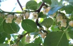 American Persimmon Tree (Diospyros Virginiana) - 1 Gallon Pot -Plant Serie Store Persimmon American 5