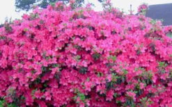 Judge Solomon Southern Indica Azalea - 1 Gallon Pot -Plant Serie Store Picture Azlea Judge Solomon Flowers