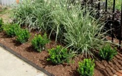 Baby Gem Boxwood - 7 Gallon Pot -Plant Serie Store Picture Boxwood Baby Gem Edger