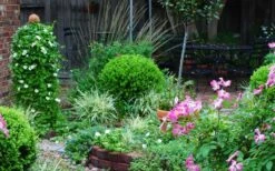 Baby Gem Boxwood - 7 Gallon Pot -Plant Serie Store Picture Boxwood Baby Gem Specimen