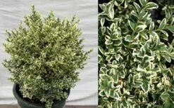 Dwarf Variegated Boxwood - 1 Gallon Pot 12 Dwarf Variegated Boxwood - 1 Gallon Pot -Plant Serie Store Picture Boxwood Dwarf Variegated 1