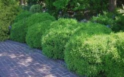 Franklins Gem Dwarf Boxwood - 1 Gallon Pot -Plant Serie Store Picture Boxwood Franklins Gem 2 1