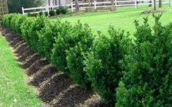 Green Mountain Boxwood - 1 Gallon Pot -Plant Serie Store Picture Boxwood Green Mountain Hedge 1