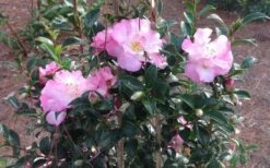 October Magic Orchid Camellia - 2 Gallon Pot 10 October Magic Orchid Camellia - 2 Gallon Pot -Plant Serie Store Picture CamelliaOrchidOctoberMajic 2