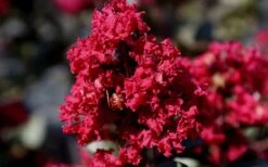 Double Feature Red Crape Myrtle - 3 Gallon Pot 15 Double Feature Red Crape Myrtle - 3 Gallon Pot -Plant Serie Store Picture Crape Myrtle Double Feature 2