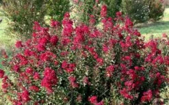 Double Feature Red Crape Myrtle - 3 Gallon Pot 14 Double Feature Red Crape Myrtle - 3 Gallon Pot -Plant Serie Store Picture Crape Myrtle Double Feature
