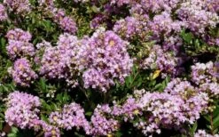 Early Bird Lavender Crape Myrtle - 3 Gallon Pot -Plant Serie Store Picture Crape Myrtle Early Bird Lavender