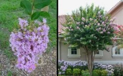 Muskogee Lavender Crape Myrtle - 1 Gallon Pot -Plant Serie Store Picture Crape Myrtle Muskogee 1