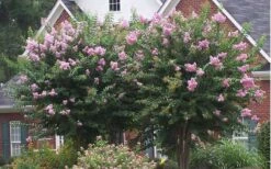 Muskogee Lavender Crape Myrtle - 6 Pack Of 1 Gallon Pots -Plant Serie Store Picture Crape Myrtle Muskogee Lavender 2 1