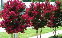 Tonto Red Crape Myrtle - 3 Gallon Pot -Plant Serie Store Picture Crape Myrtle Tonto 2